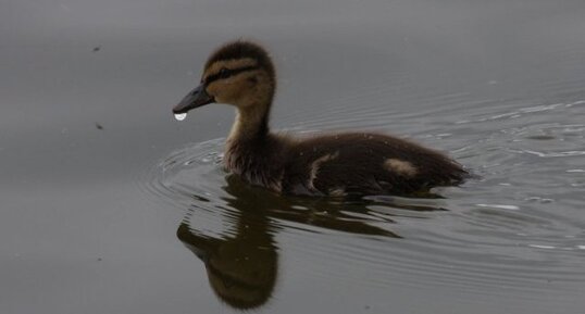 Canard colvert