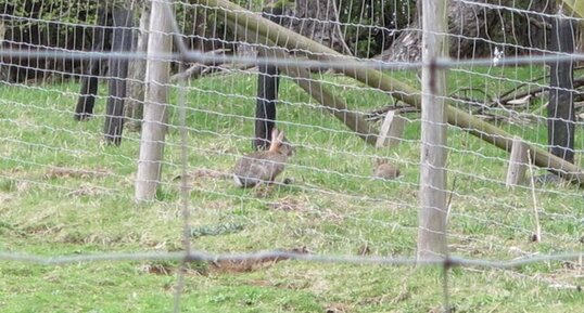 Lapin de garenne