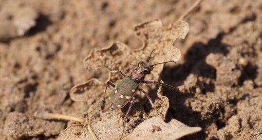 Cicindèle champêtre - Cicindela campestris