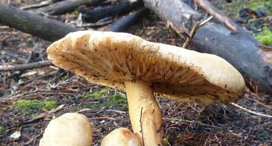 Champignons (dessous).