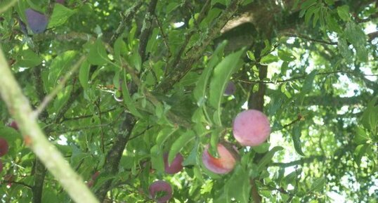 Prunellier, épine noire