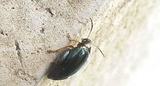 Psylliodes chrysocephala