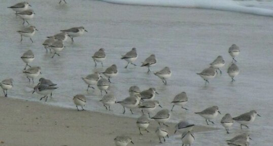 Bécasseaux sanderling