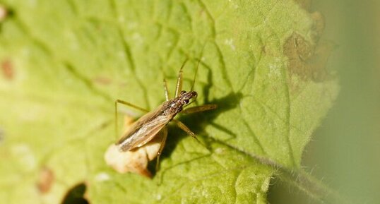 Nabidé sp.