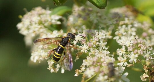 Tenthredo scrophulariae - sous réserve