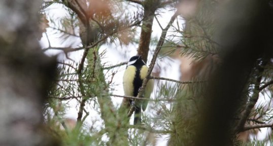 Mésange charbonnière - Parus major