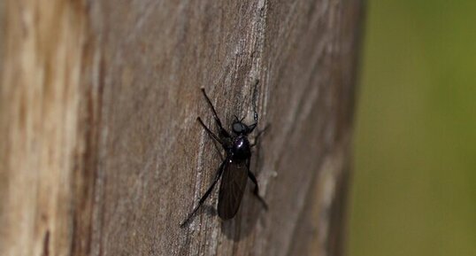 Mouche de la saint marc - sous réserve