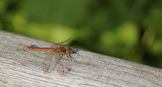 Sympetrum striolatum - mâle