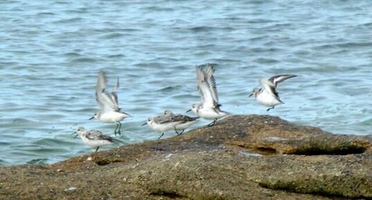 Bécasseaux sanderling