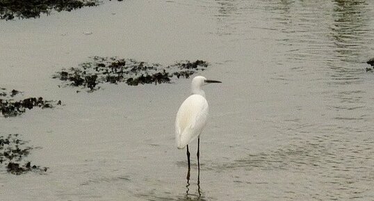 Aigrette garzette