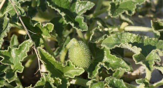 Datura sp. - sous réserve