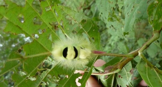 Elkneria pudibunda