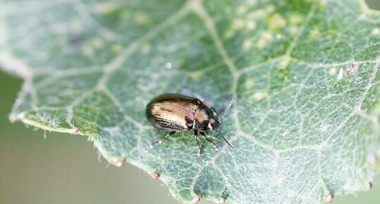 Crepidodera sp. - sous réserve