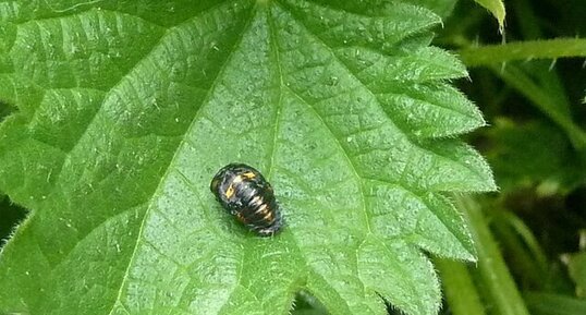 Emergence d'une coccinelle