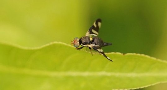 Mouche du chardon