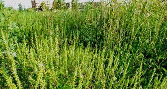 Petite herbe à poux 20140810