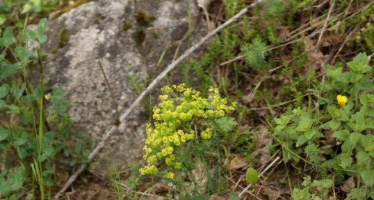 Euphorbe petit-cyprès