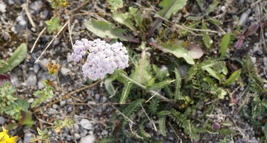 Achillée millefeuille