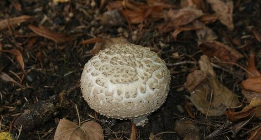 Psalliote ou Agaric des forêts - Agaricus silvaticus