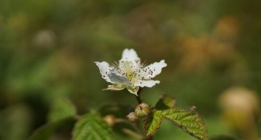 Fleur de roncier