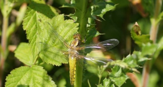 Emergence d'une Libellule déprimée