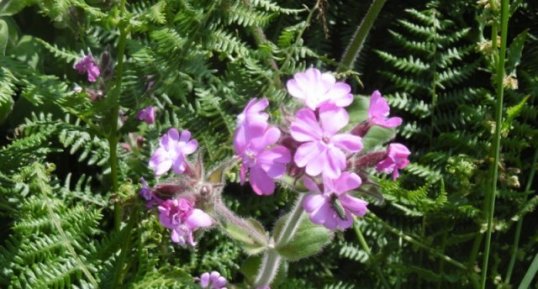 Compagnon rouge (Silène dioica)