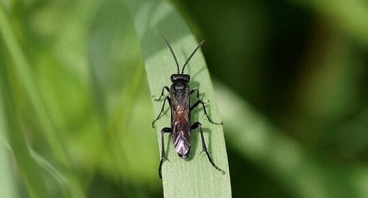 Macrophya annulata - sous réserve