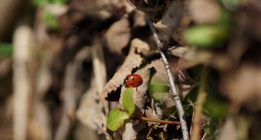 Coccinelle à 7 points