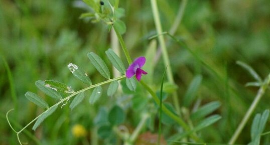 Vicia sp. ???