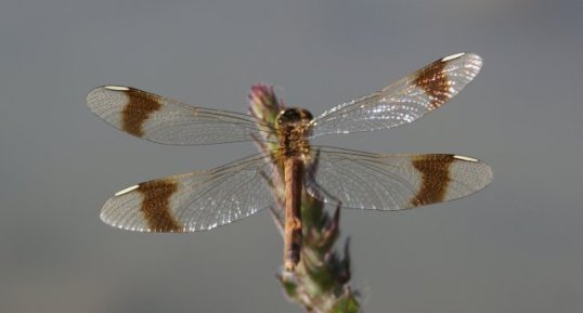 Sympetrum pedemontanum - femelle