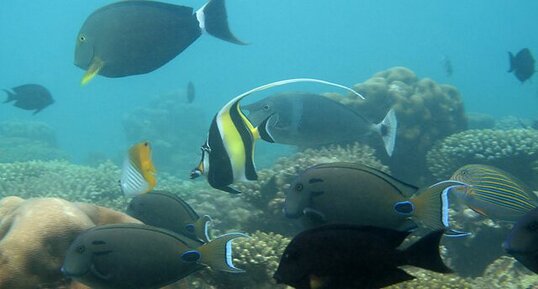 Poissons récifaux