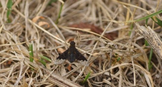 Hemipenthes morio