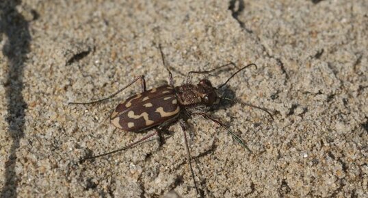 Lophyra flexuosa