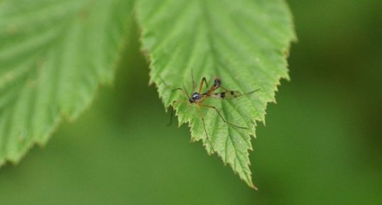 Ptychoptera sp.