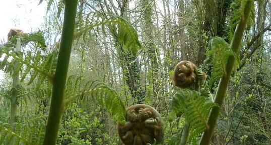 Osmonde Royale. Osmunda regalis