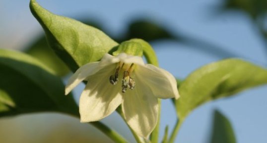 Fleur du piment moins doux