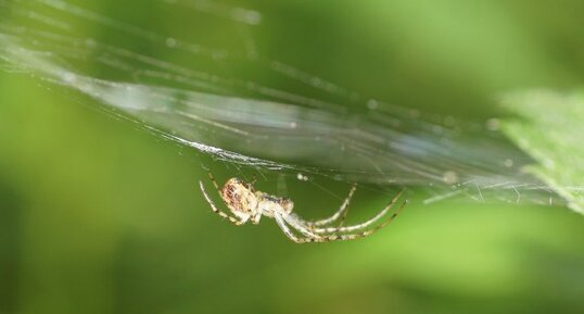 Aranéide sp.