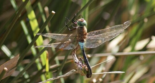 Copulat d'anax napolitain