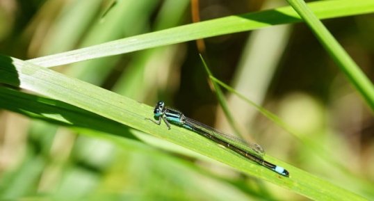 Ishnura elegans mâle