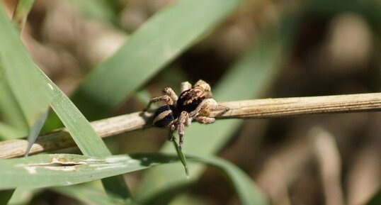 Phlegra fasciata - sous réserve