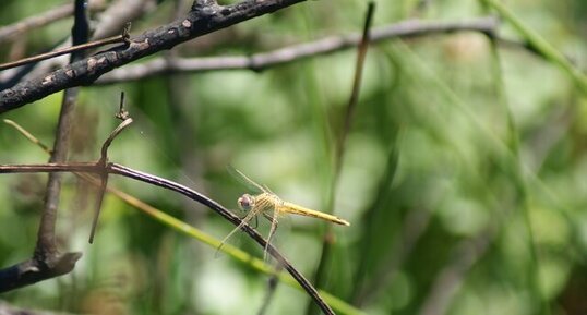 Sympetrum sanguineum