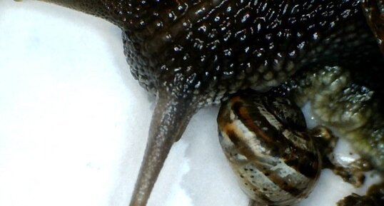 Bébé et maman escargot