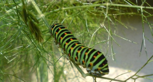 Chenille du Machaon