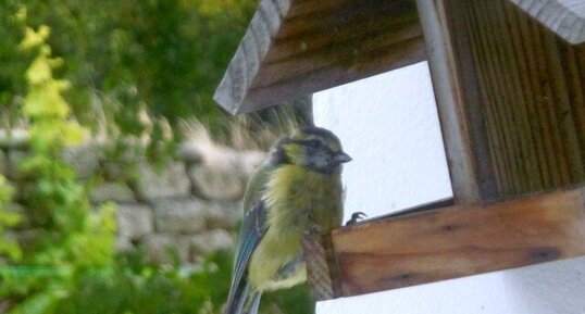 Mésange bleue