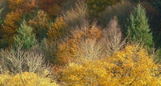 Biodiversité urbaine