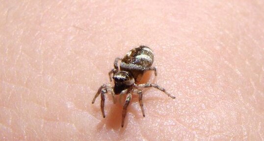 Salticidae - araignée sauteuse