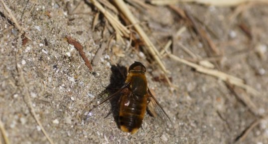 Le Bombyle hottentot - sous réserve