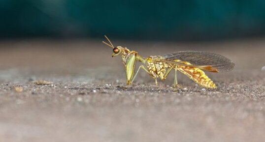 Mantispa styriaca - Mantispe commun