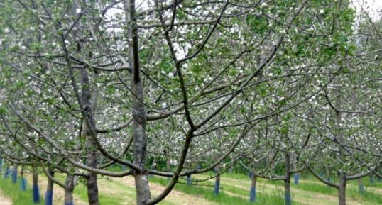 Pommiers à cidre