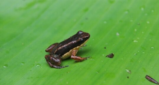 Dendrobate